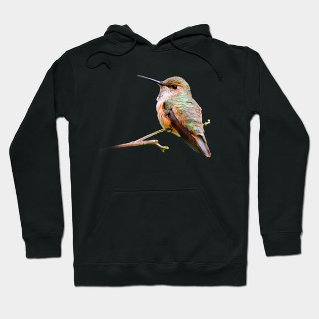 Rufous Hummingbird in the California Lilac Hoodie by walkswithnature